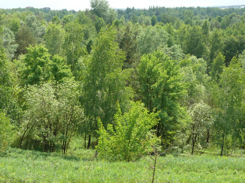 Окрестности Церковщины